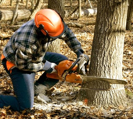 Tree Removal in Milroy, MN